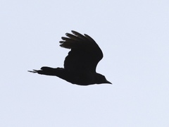 Corvus brachyrhynchos