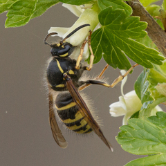 Dolichovespula alpicola