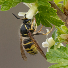 Dolichovespula alpicola