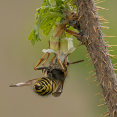 Dolichovespula alpicola