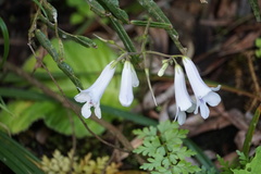 Streptocarpus wilmsii