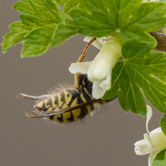Dolichovespula alpicola