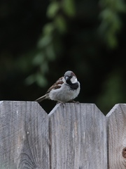 Passer domesticus