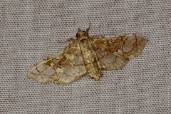 Omphisa anastomosalis