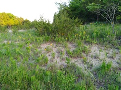 Echinacea paradoxa paradoxa