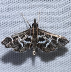Diasemiodes janassialis