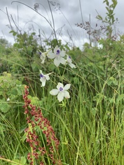Delphinium pavonaceum