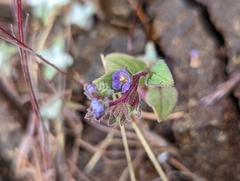 Phacelia vallicola