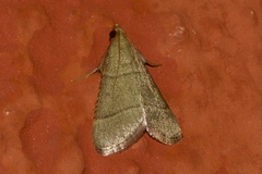 Hypsopygia nonusalis