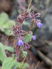 Phacelia vallicola