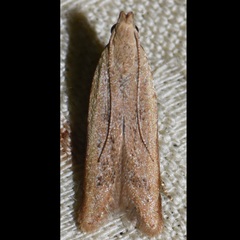 Mesophleps adustipennis