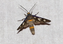 Amata cyssea