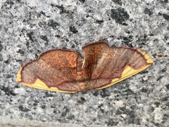 Nothomiza