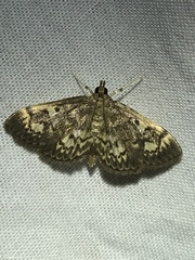 Anania coronata
