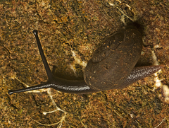 Ramogenia challengeri