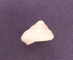 Clanculus undatoides