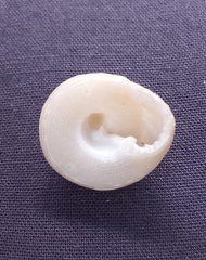 Clanculus undatoides