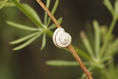 Xerolenta obvia