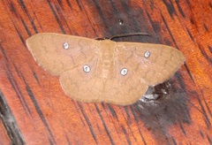 Semaeopus illimitata
