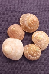 Clanculus undatoides