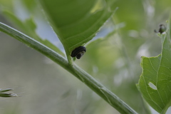Macrophya alboannulata