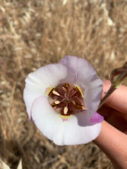 Calochortus argillosus