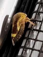 Ophiderma evelyna