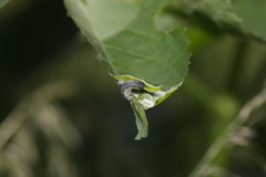 Macrophya alboannulata