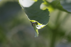 Macrophya alboannulata