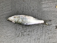 Hemiculter leucisculus