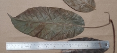 Ficus tsjakela