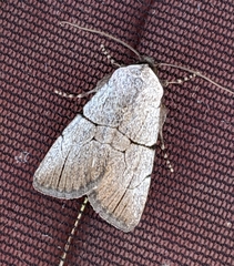 Sympistis greyi