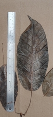 Ficus tsjakela