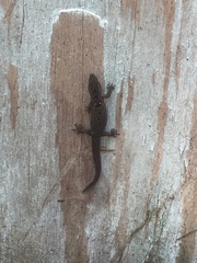 Sphaerodactylus macrolepis