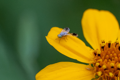 Marigold Fruit Fly photo 2