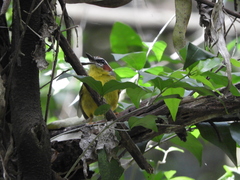 Basileuterus