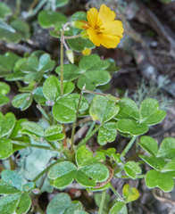 Oxalis spiralis