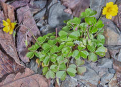 Oxalis spiralis