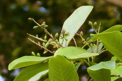 Terminalia chebula
