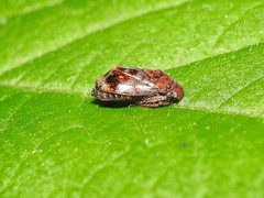Penthimia americana