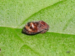 Penthimia americana