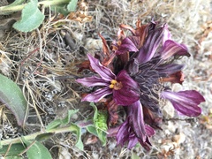 Aphyllon californicum californicum