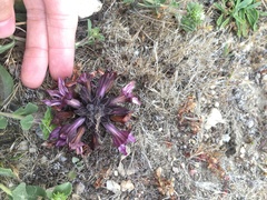 Aphyllon californicum californicum