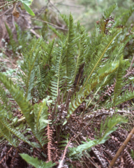 Blechnum inflexum