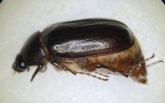 Phyllophaga fusca