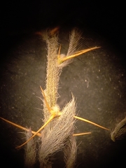 Sclerolaena birchii