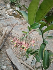 Euphorbia peritropoides
