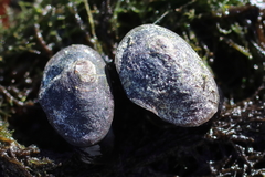 Siphonaria thersites