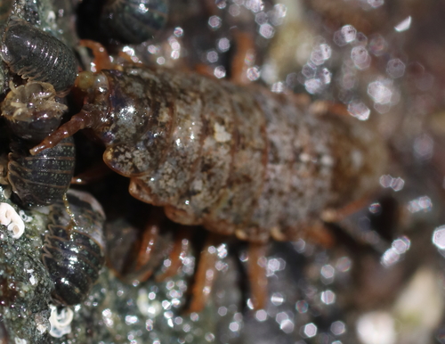Rockweed isopod