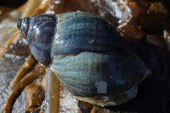 Buccinum baerii